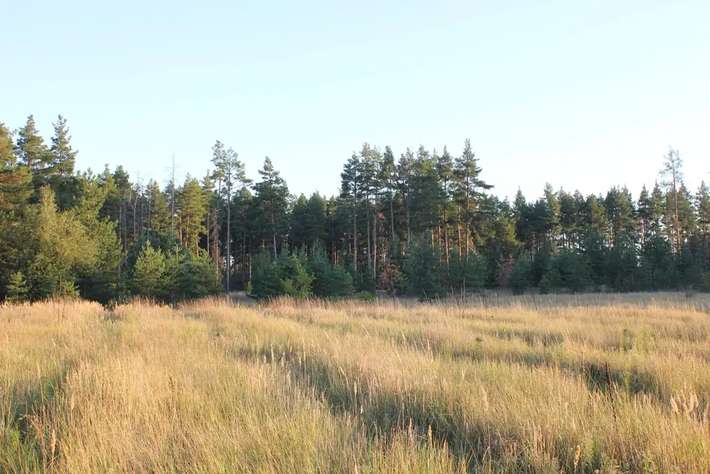 Wiese vor einem Waldrand im Morgenlicht
