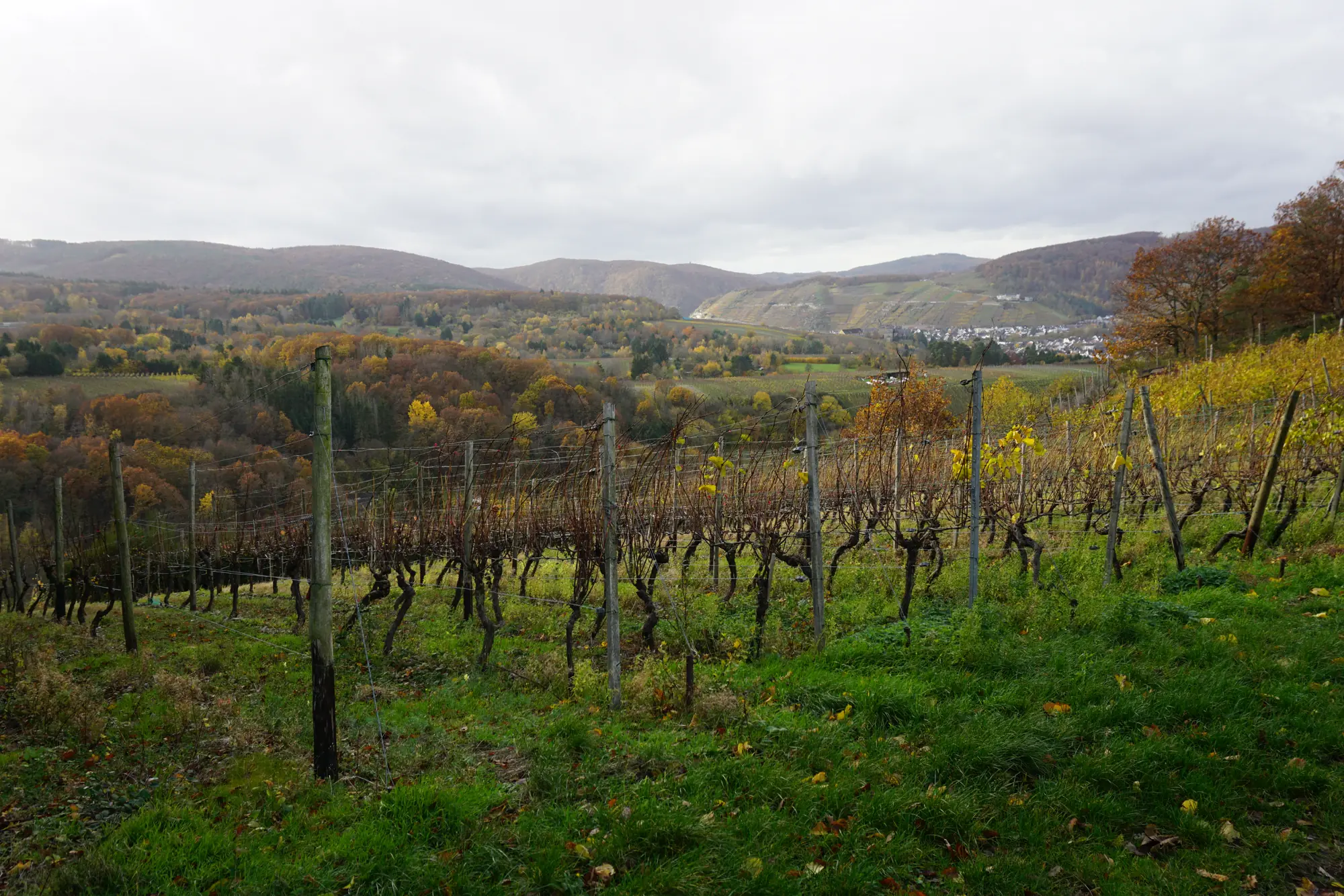 Weinberg im Herbst mit gelbem Laub, dahinter bewaldete Hügel und ein Dorf im Tal