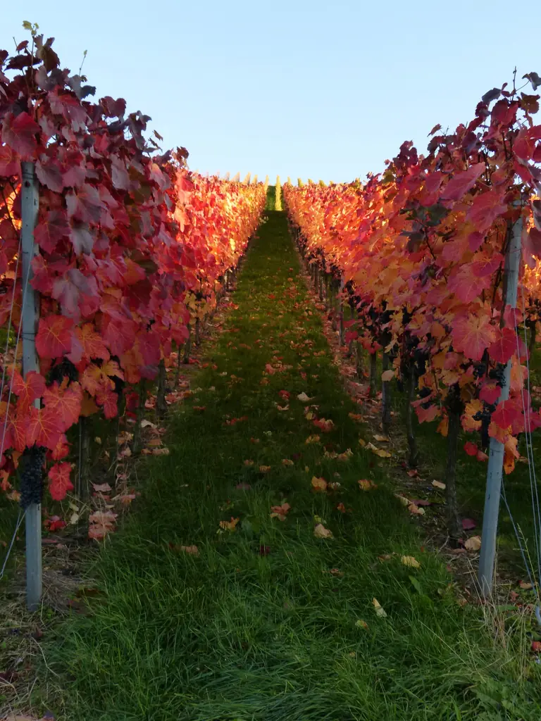 Rebzeile mit rot gefärbtem Herbstlaub
