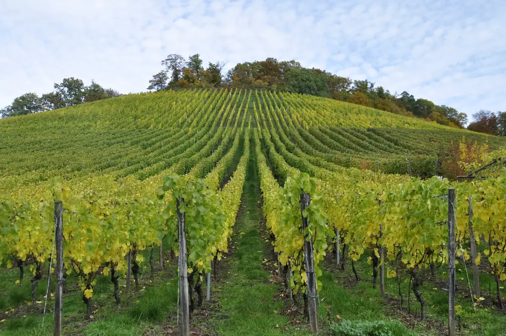 Steiler Weinberg mit Rebzeilen bis zum Waldrand