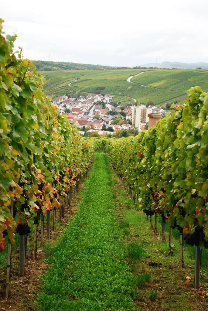 Grasweg zwischen Rebzeilen, unten im Tal ein Dorf
