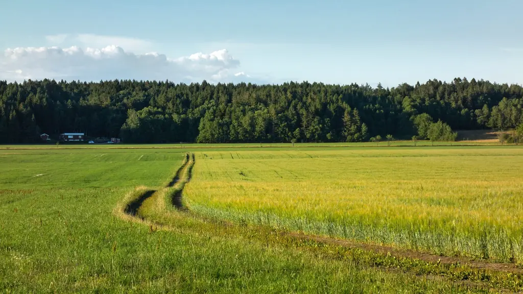 Feldweg durch ein grünes Getreidefeld am Waldrand