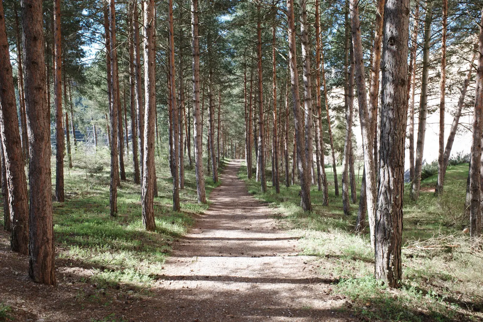 Ein sandiger Weg führt durch einen Kiefernwald